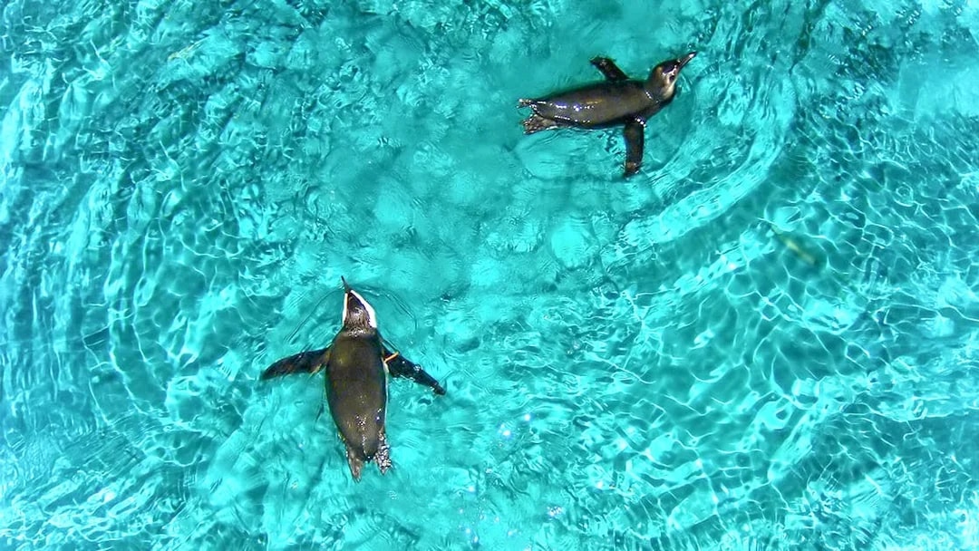 Penguins swimming in clear water at New England Aquarium.