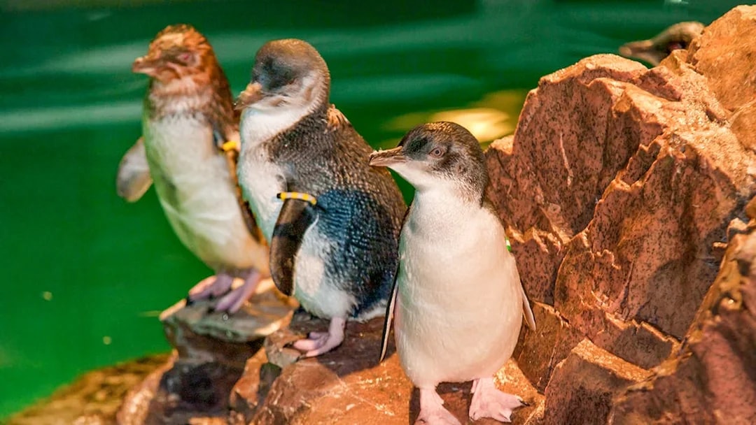 Little penguins standing on rocks inside New England Aquarium.