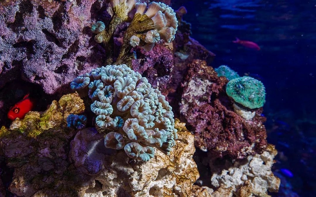 New England Aquarium Tickets Image 7