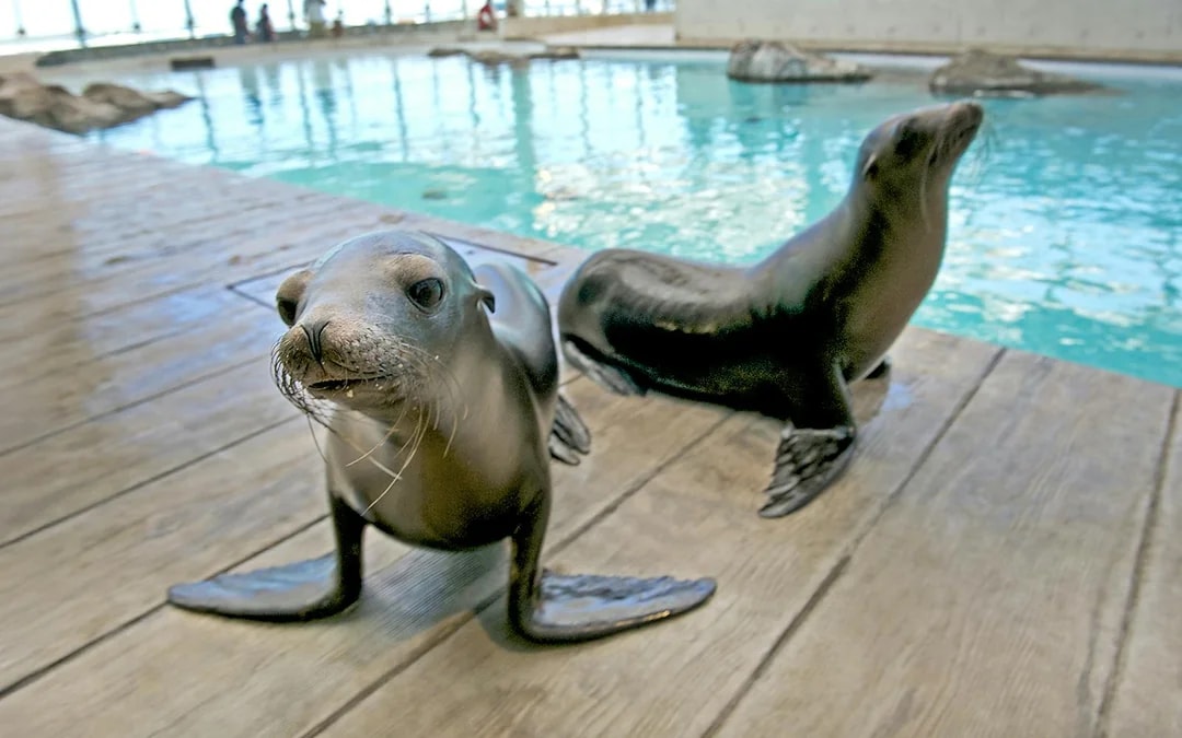 New England Aquarium Tickets Image 11