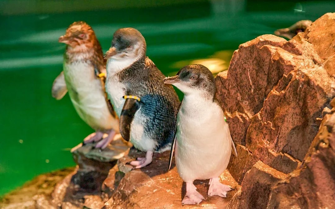 New England Aquarium Tickets Image 12