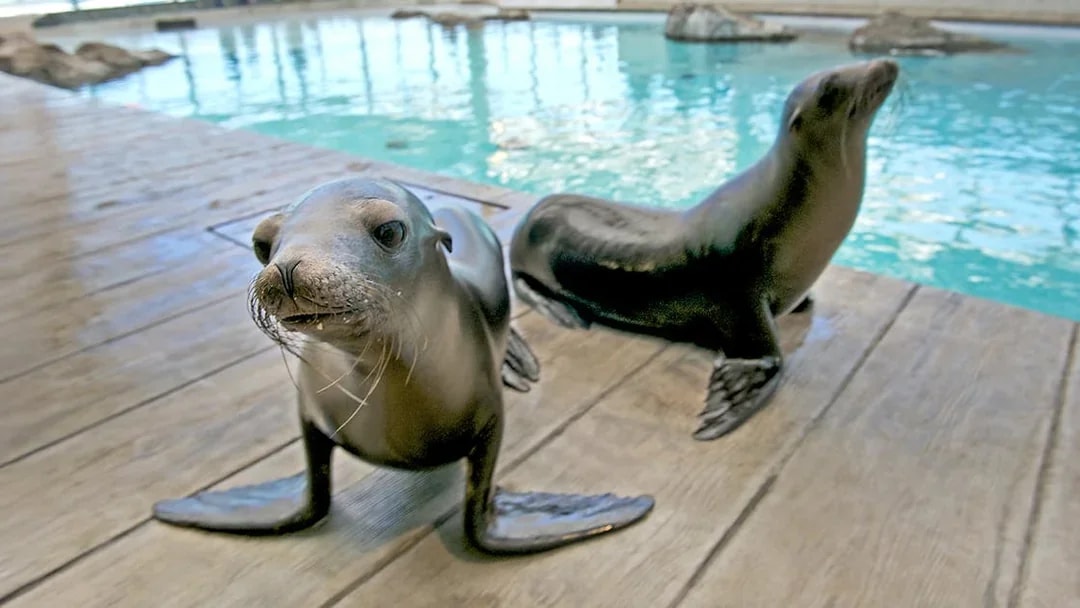 Baby sea lions on a wooden deck at New England Aquarium.