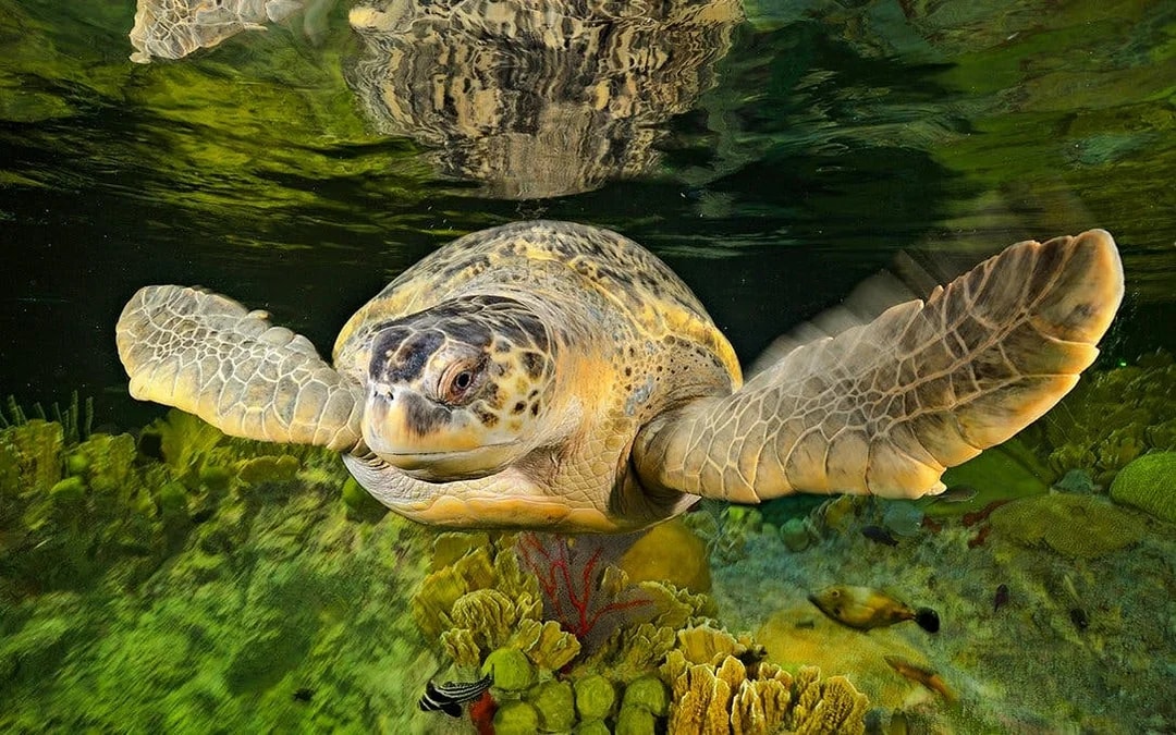 New England Aquarium Tickets Image 3