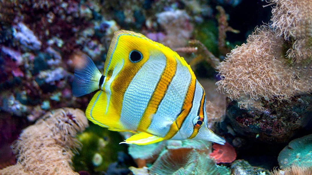 Colorful fish swimming among coral at New England Aquarium.