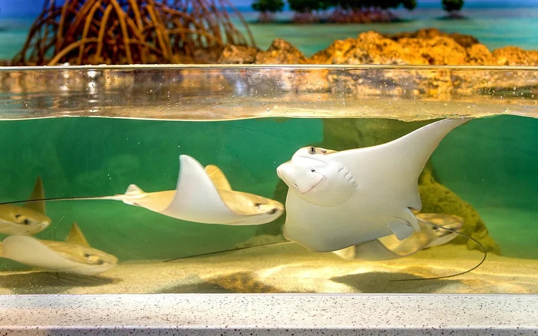 New England Aquarium Tickets Image 4
