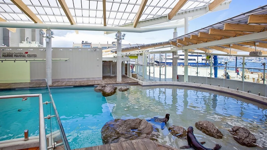 Seals swimming in the Marine Mammal Center at New England Aquarium.