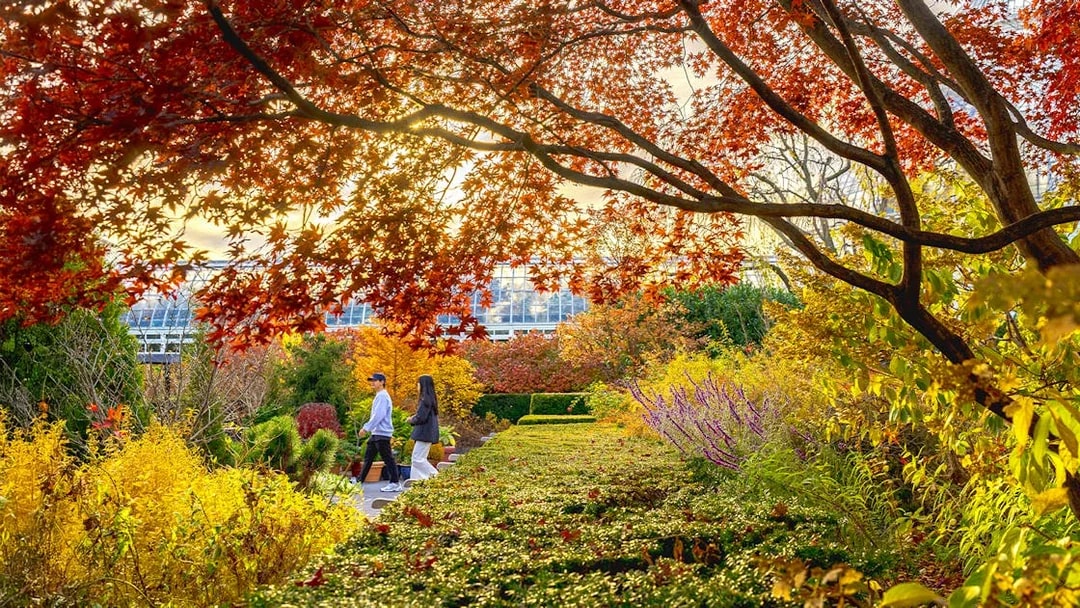 Guests strolling through autumn foliage at New York Botanical Gardens.