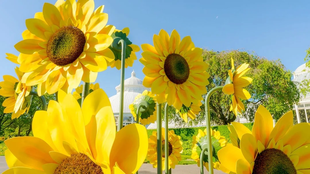 Sunflower sculptures in New York Botanical Garden with conservatory in background.