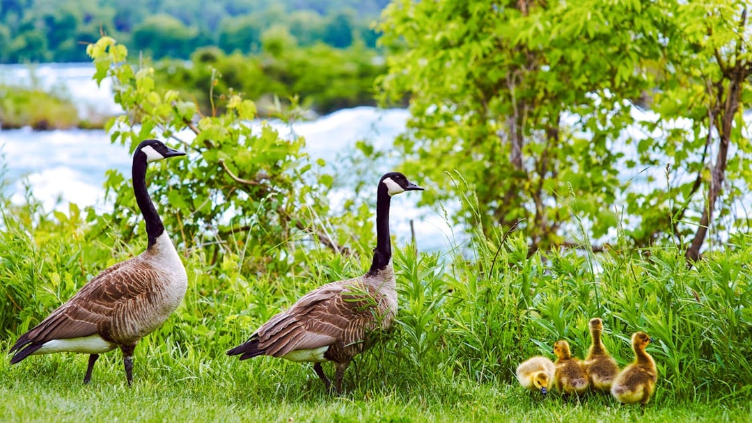 Canada geese family with goslings in grassy area near a river.
