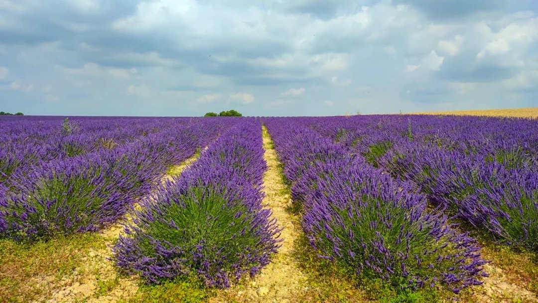 Lavender fields under cloudy sky in Luberon during the Lavender Morning Tour.