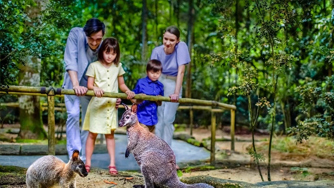 Family observing kangaroos at Night Safari, Singapore.