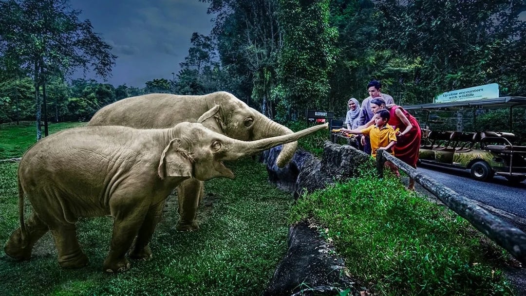 Night Safari Tickets | Mandai Wildlife Reserve