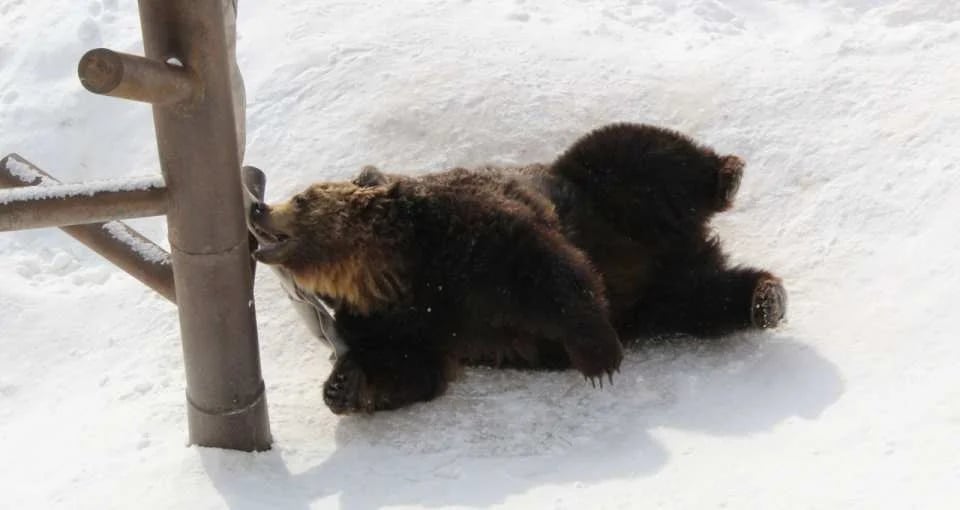 Noboribetsu Bear Park Ticket | Hokkaido