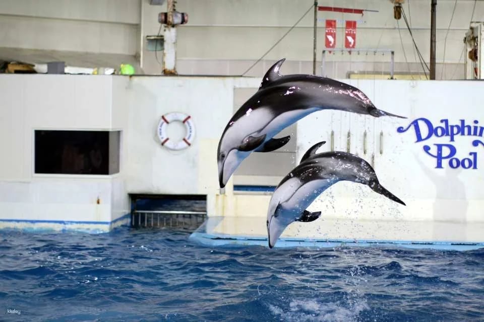 Noboribetsu Marine Park Nixe Admission Ticket in Hokkaido - Japan