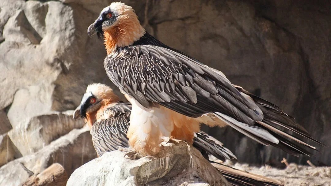 Bearded vultures perched on rocks at Innsbruck Alpine Zoo.