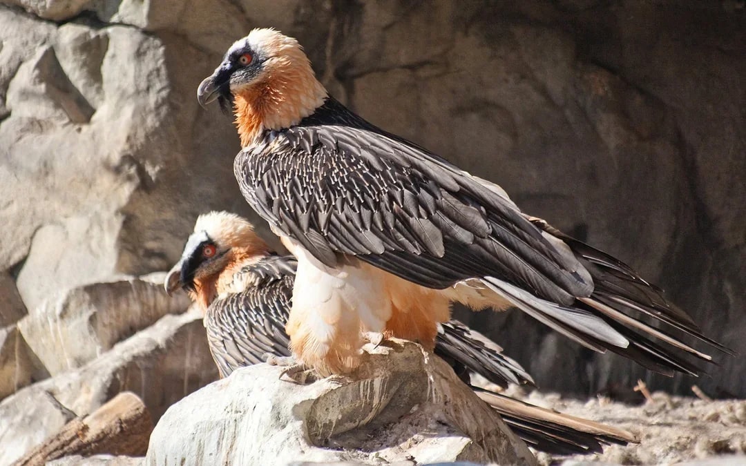 Nordkette PLUS: Round-Trip Tickets to Top of Innsbruck & Alpine Zoo Ticket Image 10
