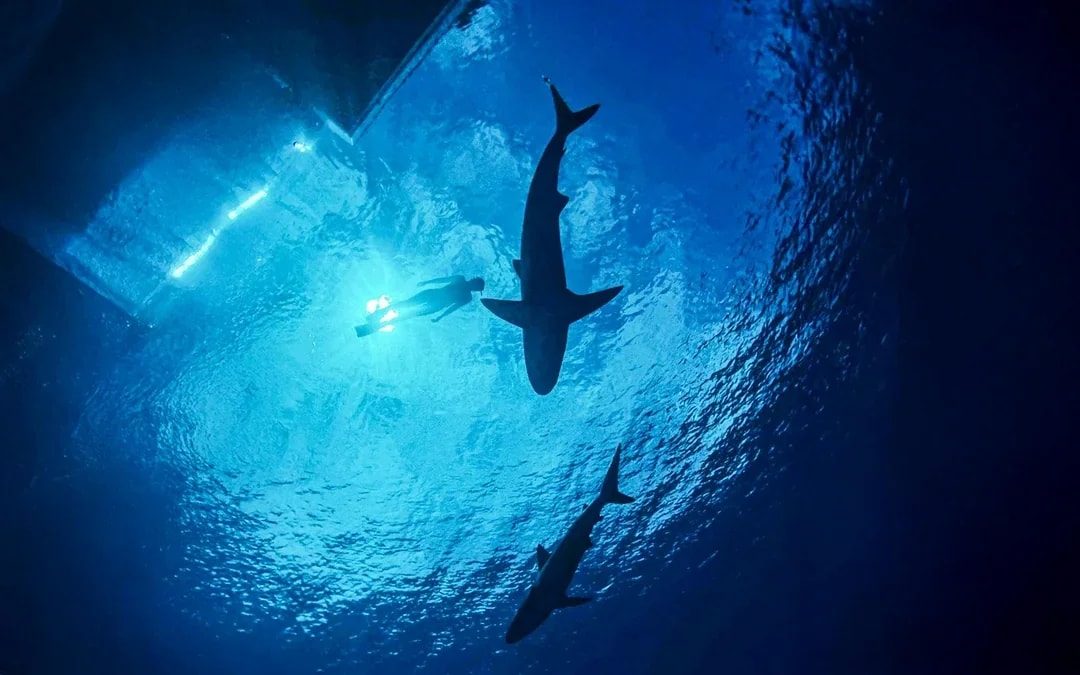 Oahu Cage-Free Open-Water Shark Diving Guided Tour Image 3