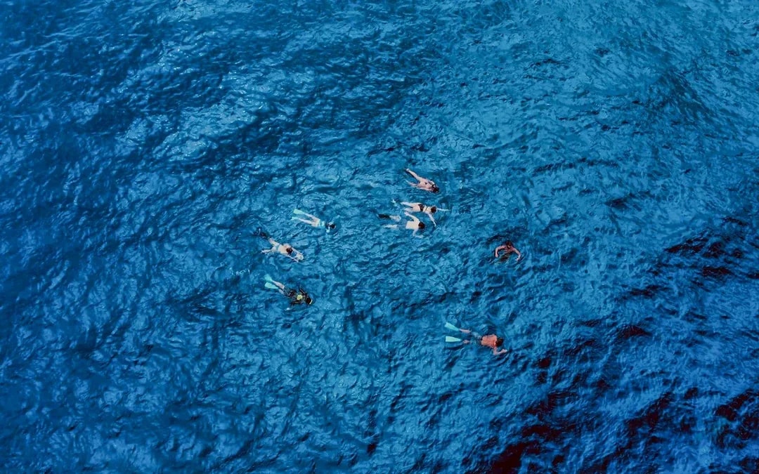 Oahu Cage-Free Open-Water Shark Diving Guided Tour Image 4