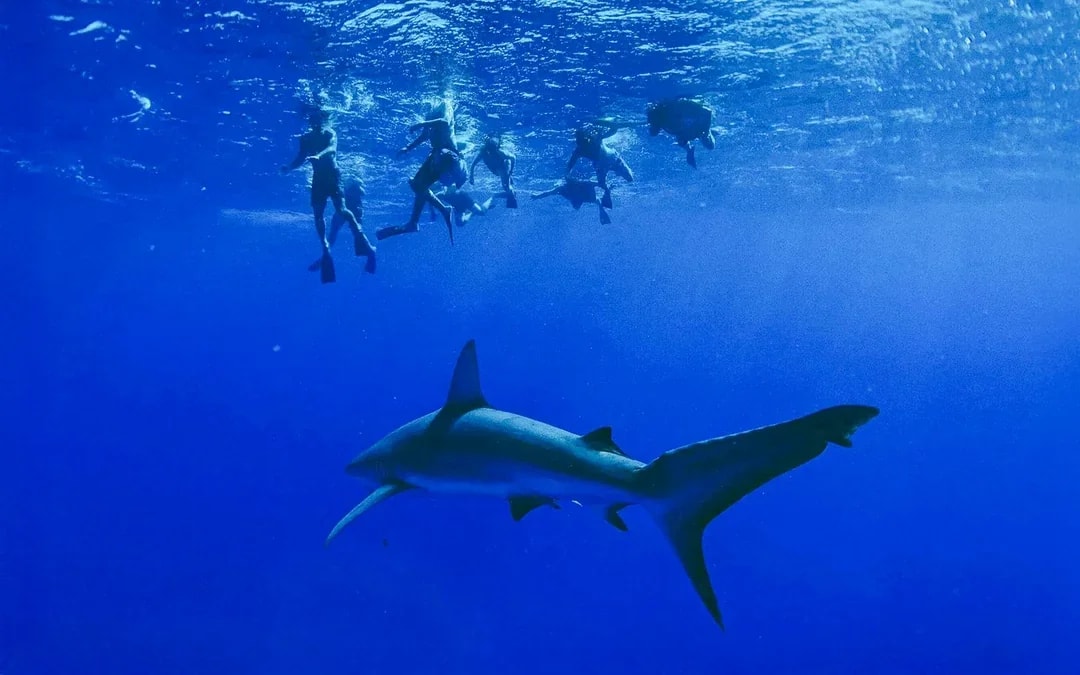 Oahu Cage-Free Open-Water Shark Diving Guided Tour Image 6