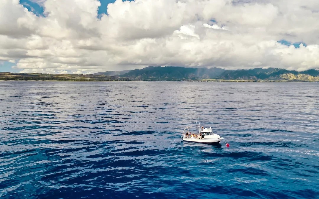 Oahu Cage-Free Open-Water Shark Diving Guided Tour Image 7