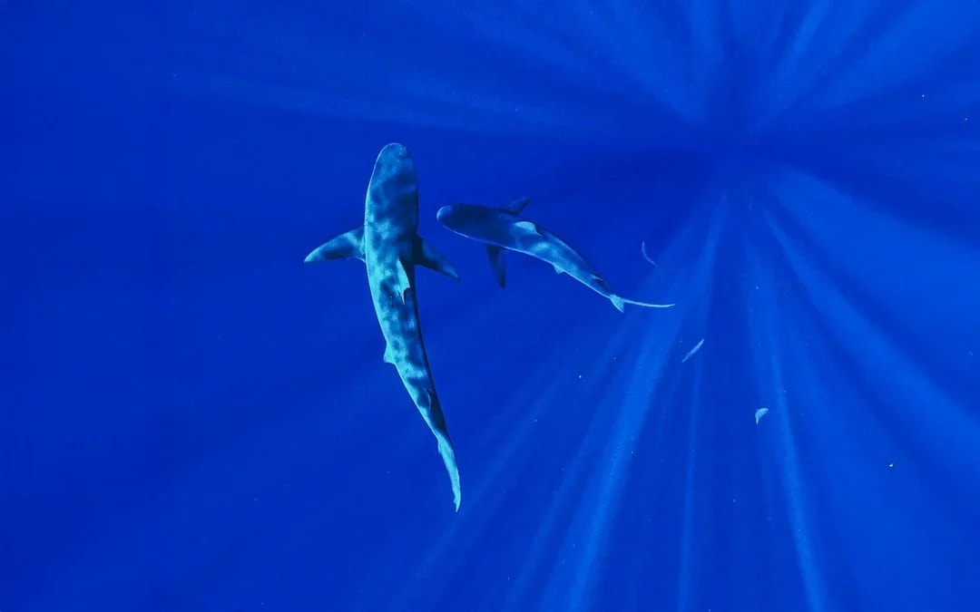Oahu Cage-Free Open-Water Shark Diving Guided Tour Image 8