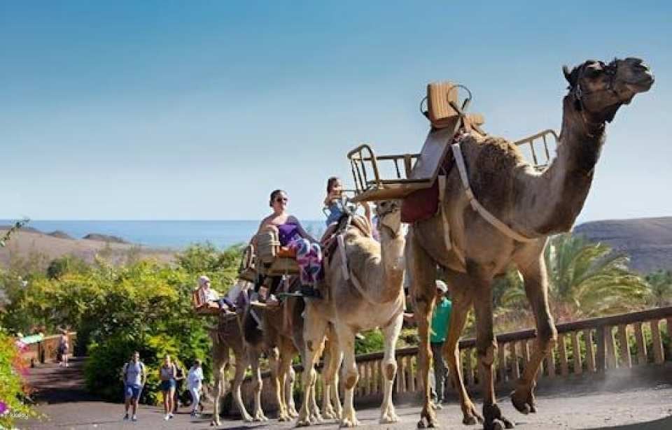 Oasis Wildlife Fuerteventura camel experience