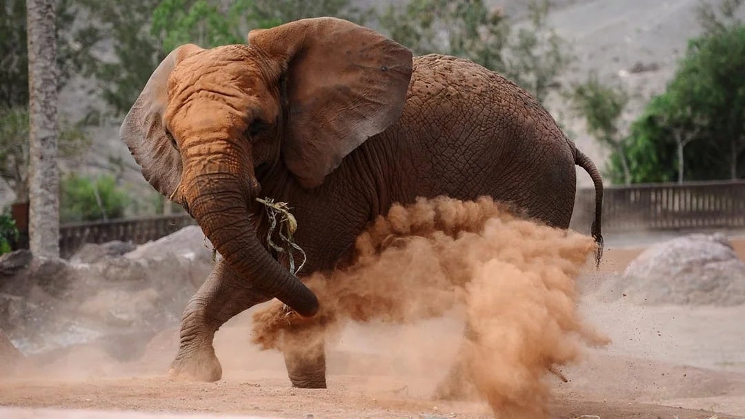 Oasis Wildlife Fuerteventura Tickets