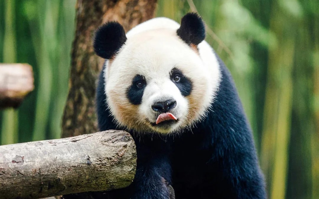Ocean Park Hong Kong Tickets Image 6