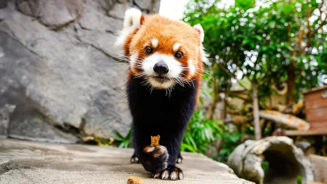 Red panda walking on a rock at Ocean Park Hong Kong.