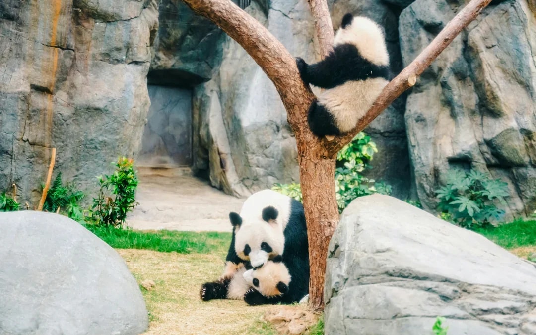 Ocean Park Hong Kong Tickets Image 8