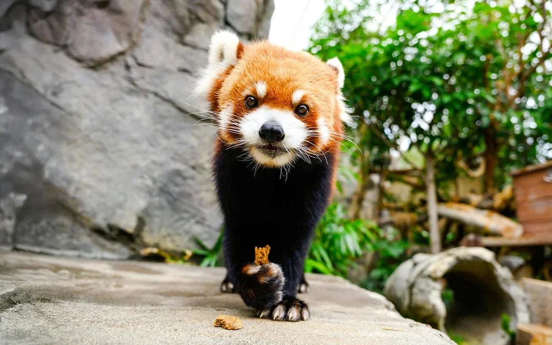 Ocean Park Hong Kong Tickets Image 11