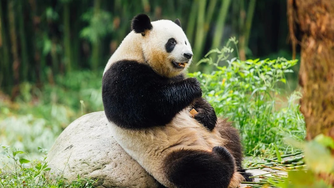 Panda sitting on a rock at Ocean Park Hong Kong.