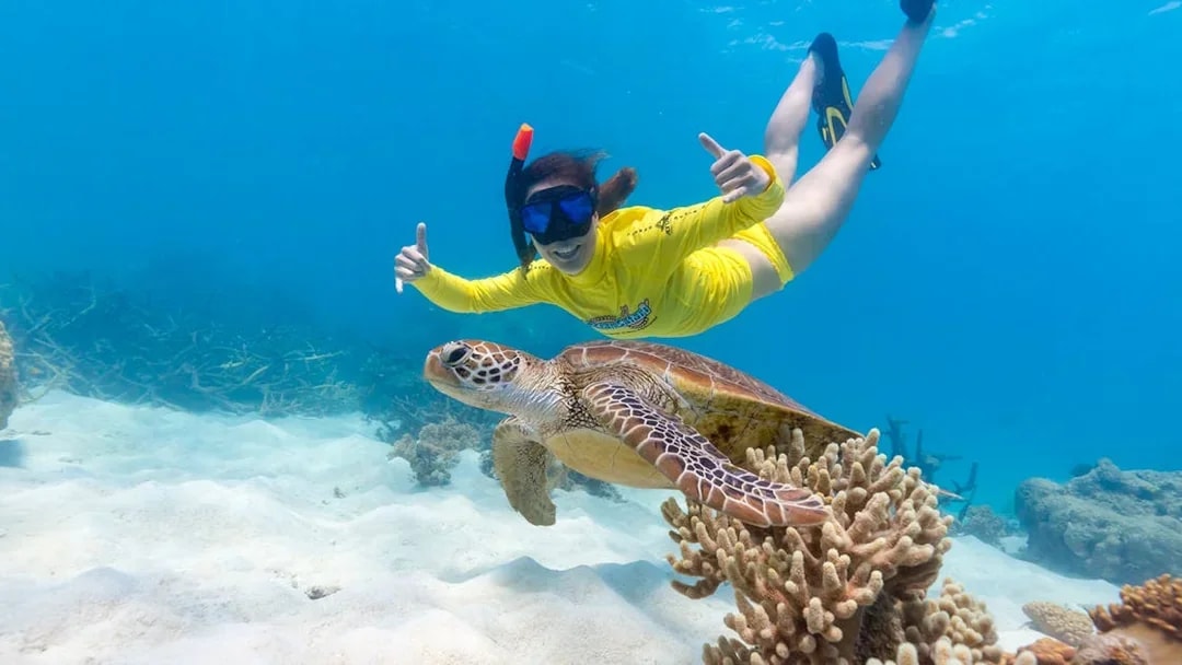 Snorkeler swimming with sea turtle during Ocean Safari Tour.