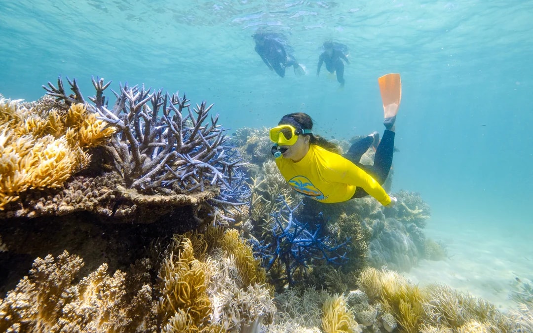 From Cape Tribulation: Great Barrier Reef Guided Snorkel & Eco Tour Image 9