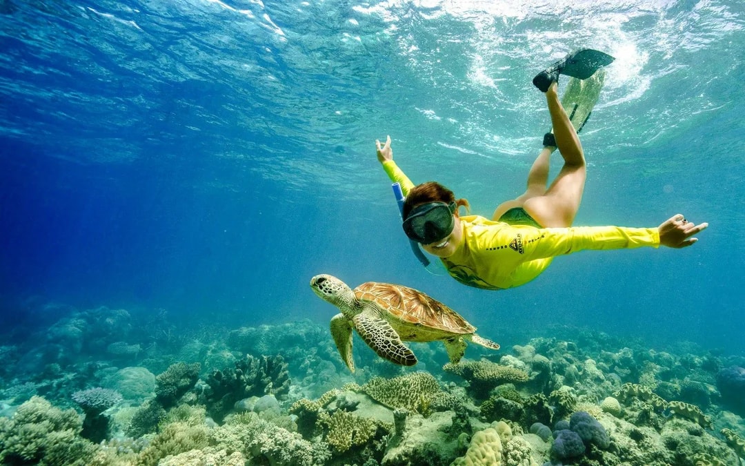 From Cape Tribulation: Great Barrier Reef Guided Snorkel & Eco Tour Image 10