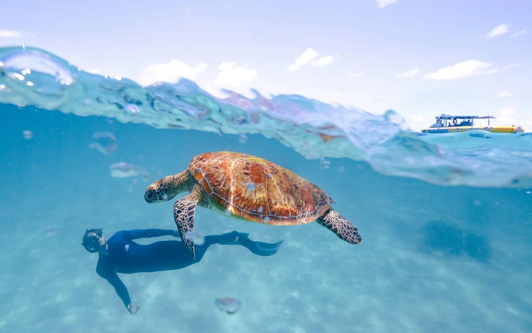 From Cape Tribulation: Great Barrier Reef Guided Snorkel & Eco Tour Image 11