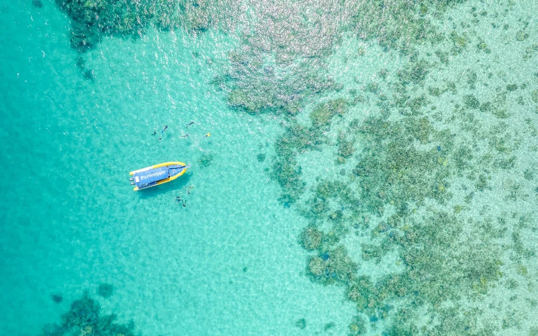 From Cape Tribulation: Great Barrier Reef Guided Snorkel & Eco Tour Image 12