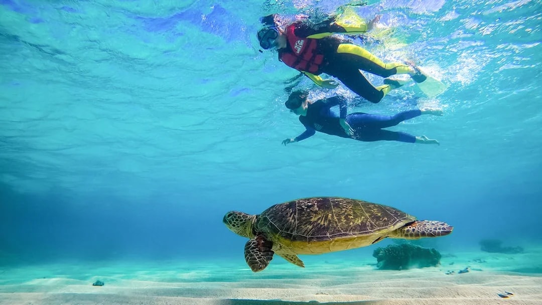 Snorkelers swimming above a sea turtle during an Ocean Safari Tour.