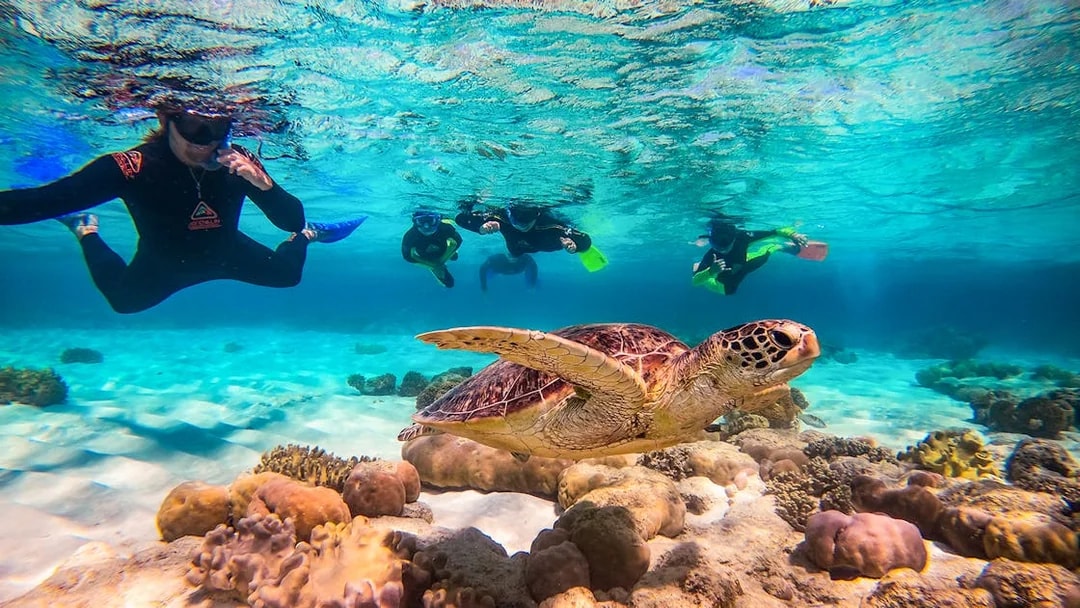 Snorkelers swimming with a sea turtle during an Ocean Safari Tour.