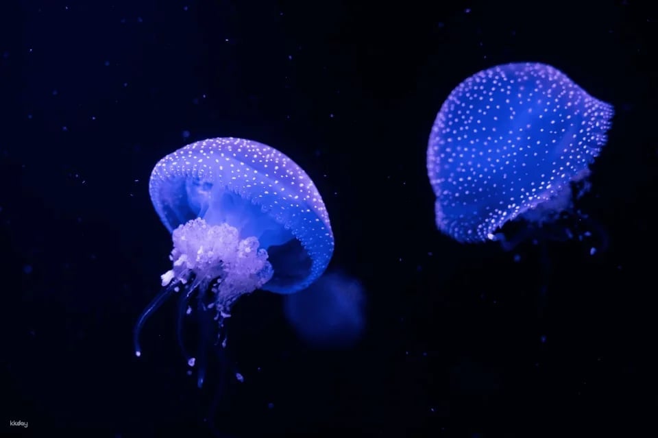 Oceanário de Lisboa Ticket ｜Lisbon