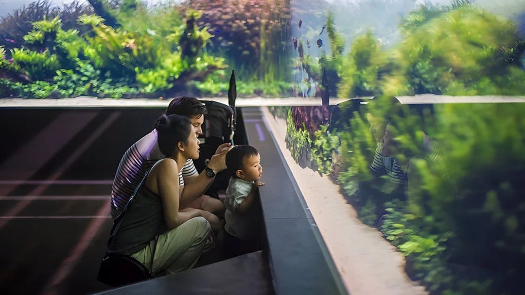 Family observing underwater forest exhibit at Lisbon Oceanarium.