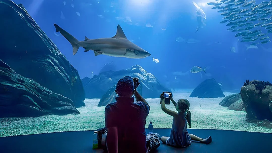 Father and child watching shark at Lisbon Oceanarium.