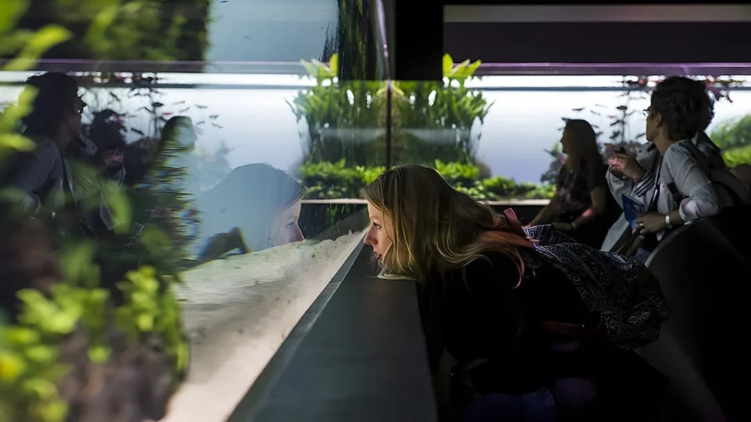 Women observing underwater forest exhibit at Lisbon Oceanarium.