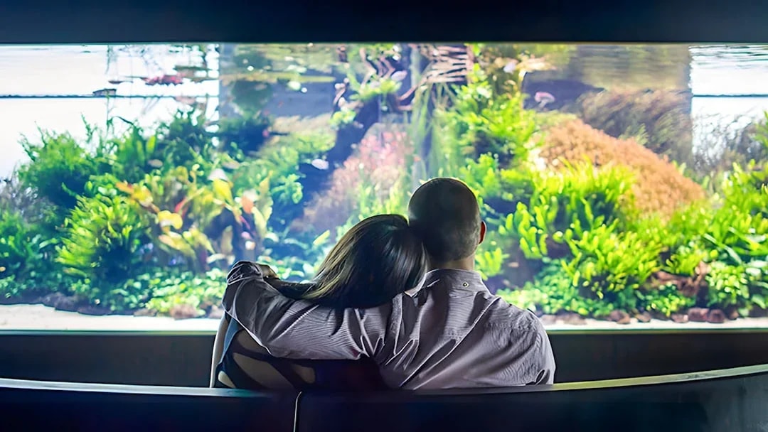 Couple admiring aquatic life at Lisbon Oceanarium.