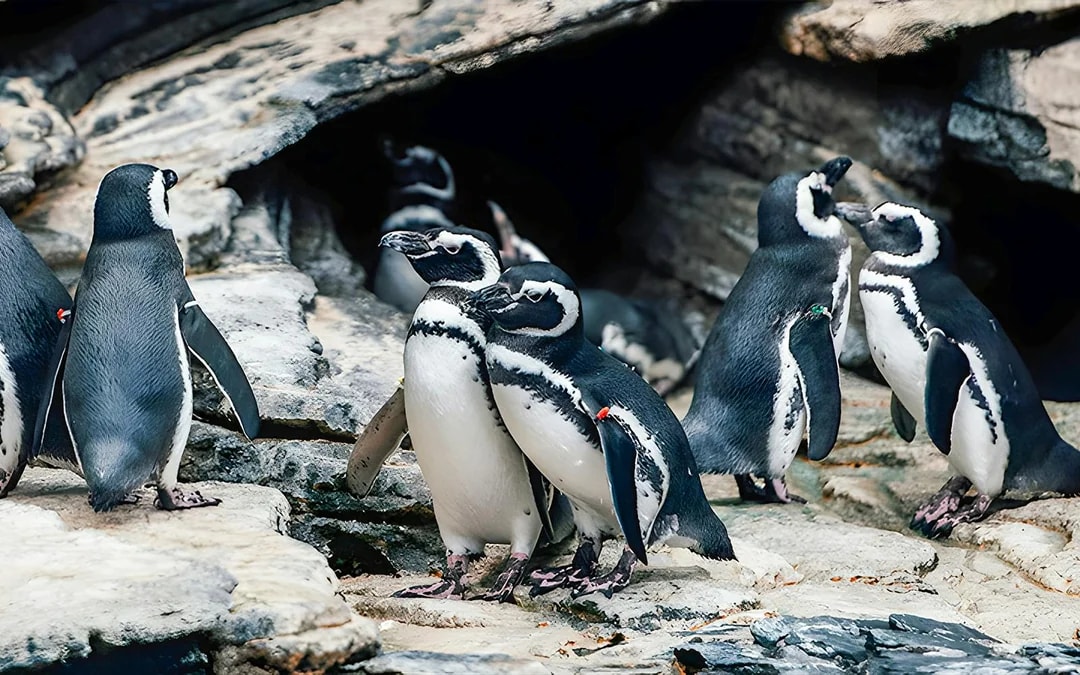 Oceanário de Lisboa Tickets Image 9