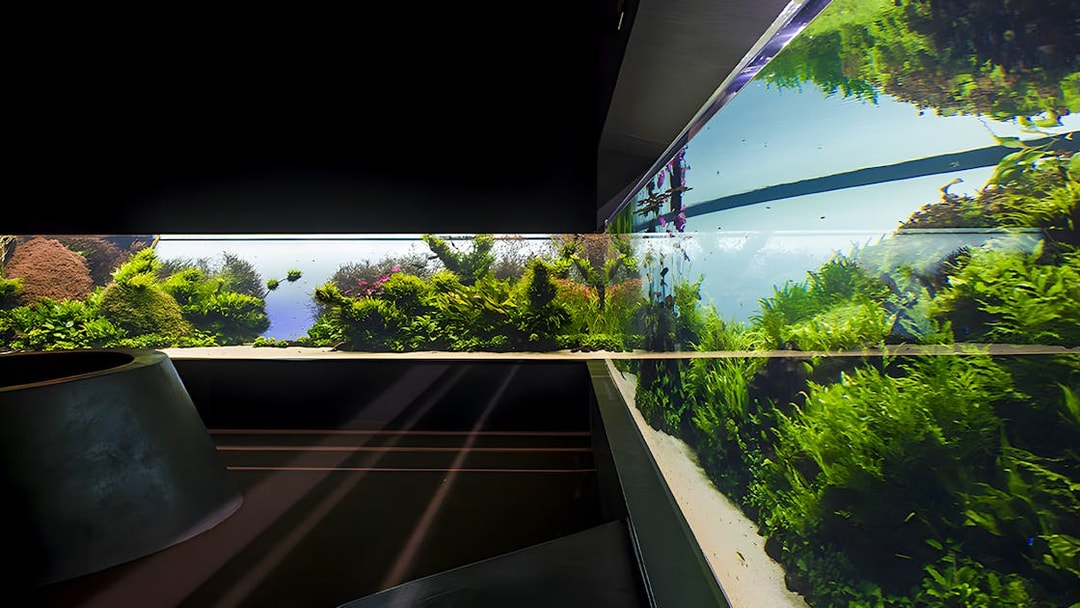 Lisbon Oceanarium underwater exhibits with lush aquatic plants.