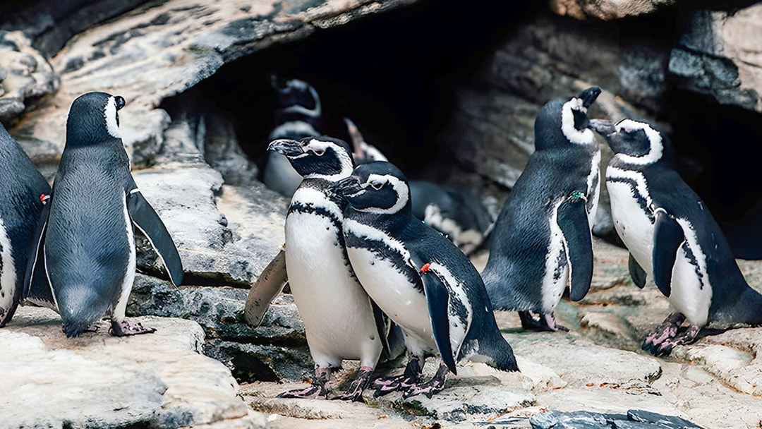 Penguins gathered on rocky terrain at Lisbon Oceanarium.