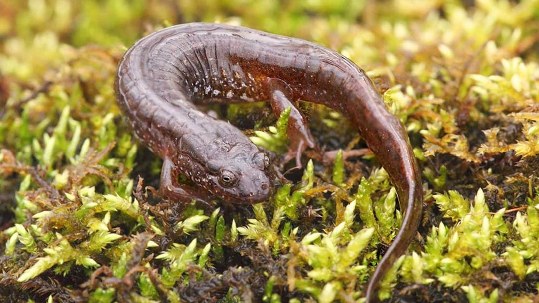 Salamander on moss at Lisboa's Oceanário exhibit.