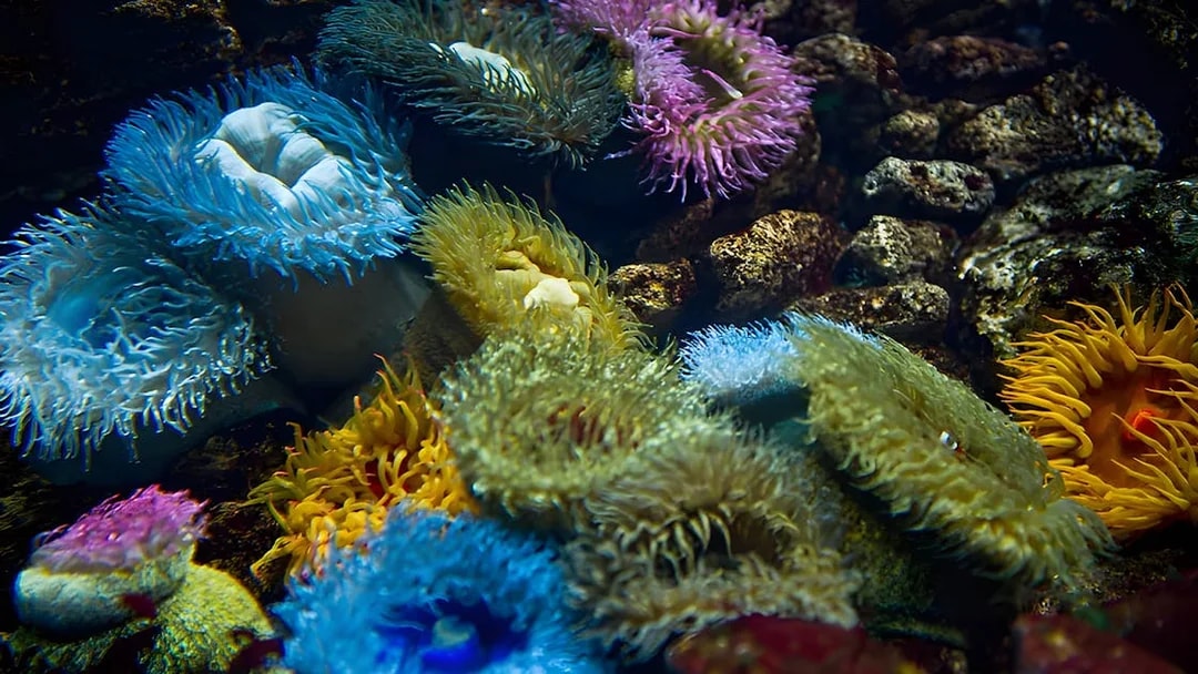 Sea anemones in vibrant colors at Lisbon Oceanarium.