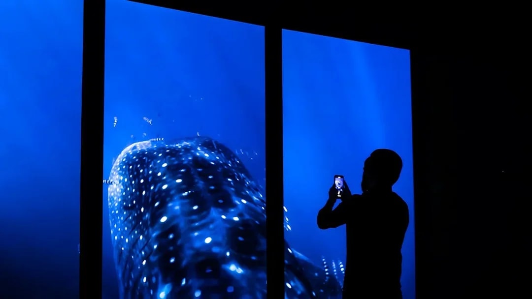 Whale shark display at Lisbon Oceanarium's One Universe exhibit.